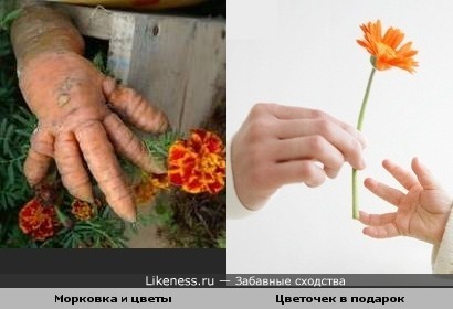 От сердца и почек дарю вам цветочек