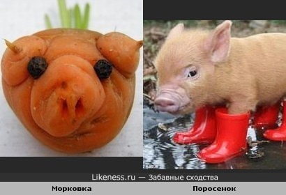 Морковка тоже поросенок!