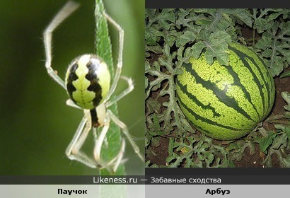 Арбуз вдруг взял и уполз