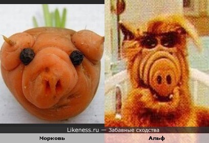 Морковный Альф
