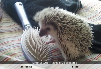 Словно две половинки, две колючки, две смешинки