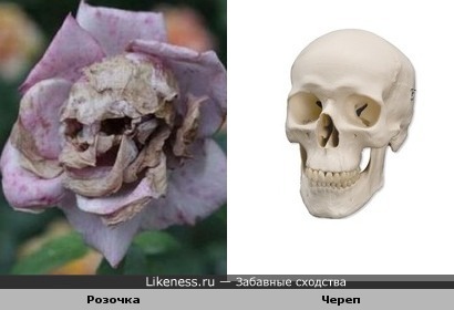 Розочка и череп