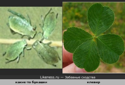 Букашечный хоровод похож на лист счастливого клевера