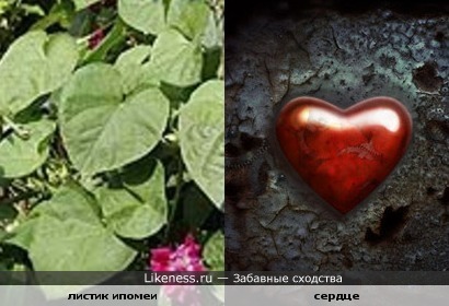 Листики ипомеи напоминают сердце