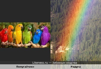 Каждый охотник желает знать, где сидит ... попугай