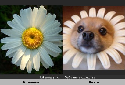 Щенок похож на ромашку :)
