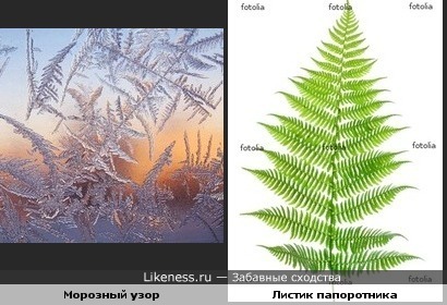 Морозный узор на стекле похож на листик папоротника