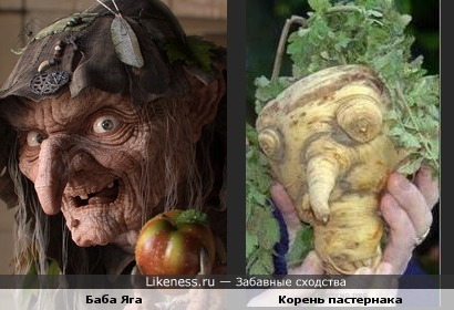 Корень пастернака похож на бабу Ягу