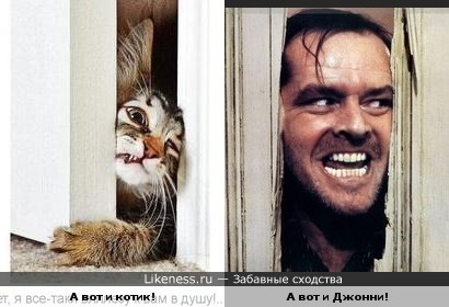 Котик посмотрел "Сияние"