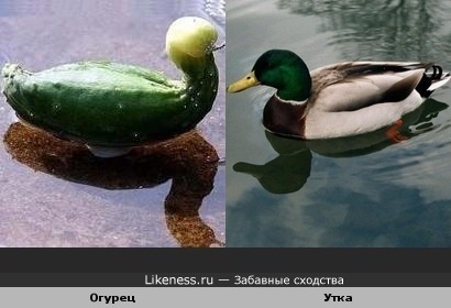 Огурец похож на утку.