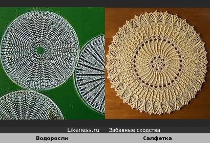 Водоросли под микроскопом напоминют салфетку.