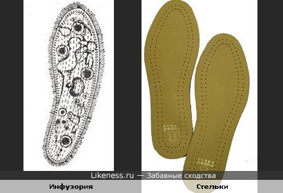 Инфузория похожа на стельку.