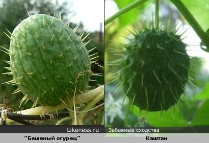 Колючеплодник похож на каштан.