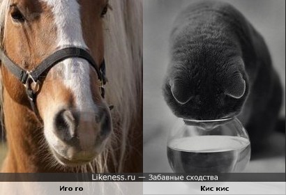 Киса дышит )