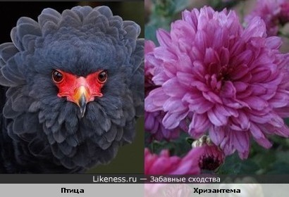 Поющий цветочек)