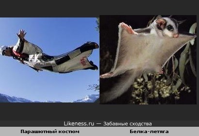 Парашютный костюм похож на белку-летягу