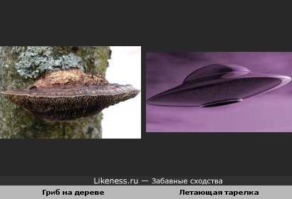 Гриб на дереве похож на летающую тарелку