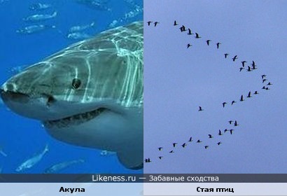 Стая птиц похожа на морду акулы