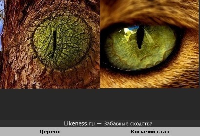 Нарост на дереве похож на кошачий глаз
