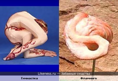 Гимнастка похожа на фламинго