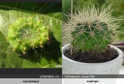 Комнатные цветы - каталог с фотографиями и названиями 33 вида молочая: особенности, описание и уход