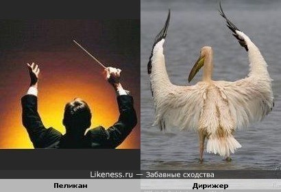 Пеликан похож на Дирижера