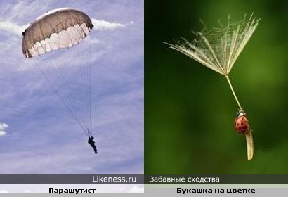 Букашка на цветке похожа парашутиста