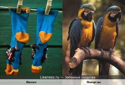 Носки похожи на Ара