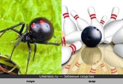 Паук и шар для боулинга
