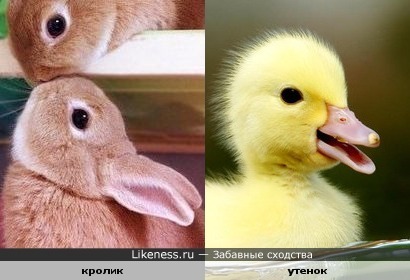 Кролик или утенок?!
