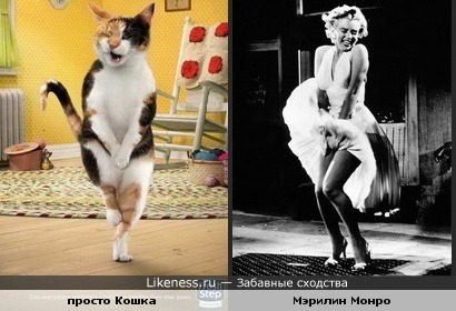 просто Кошка похожа на Мэрилин Монро
