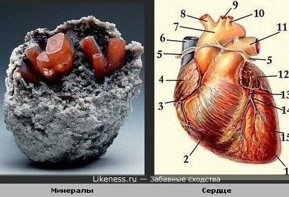 Минералы и сердце