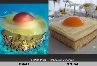 Медуза, и яичница