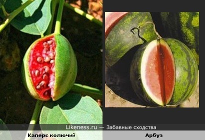 Каперс колючий и арбуз