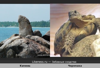 Камень и черепаха