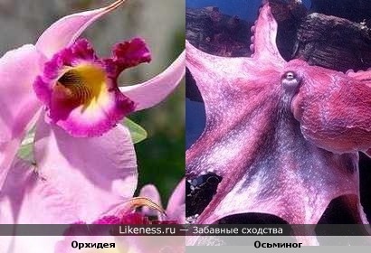 Орхидея и осьминог