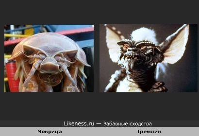 Мокрица и гремлин