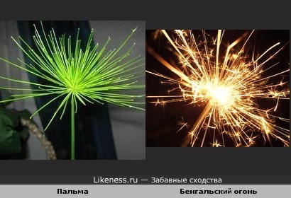 Пальма и бенгальский огонь