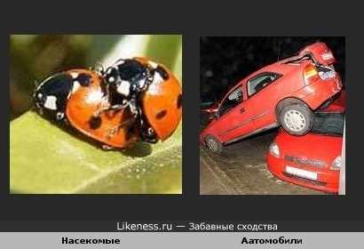 Насекомые и Аатомобили