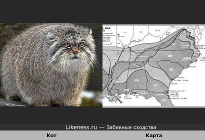 Кот и Карта