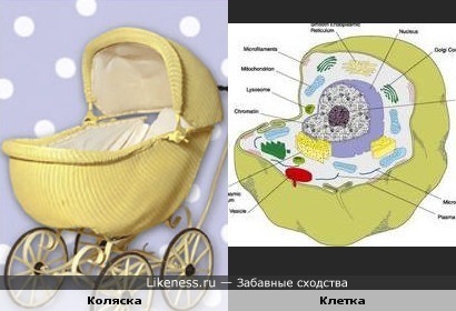 Коляска и Клетка