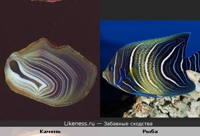 Камень и Рыба