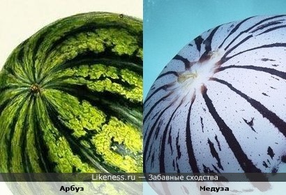 Арбуз и Медуза