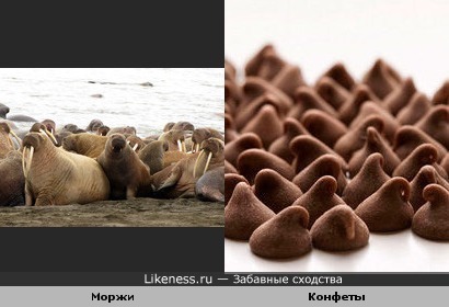 Моржи и Конфеты