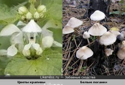 Цветы крапивы и Белые поганки