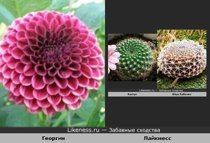 Георгин и Лайкнесс