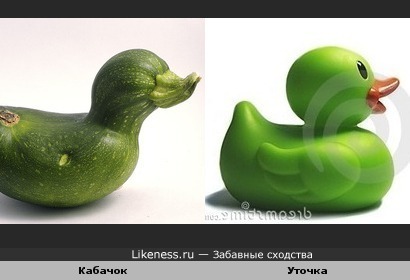 Кабачки любят быть похожими на уток