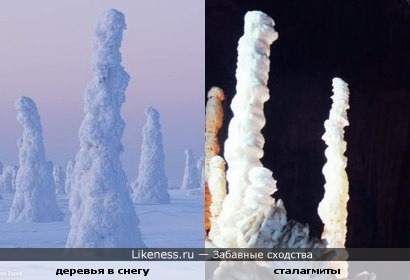 Окутанные снегом деревья становятся похожи на сталагмиты