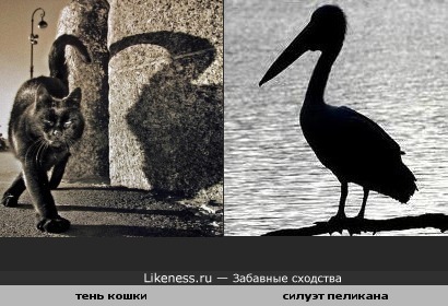 Тень кошки и силуэт пеликана