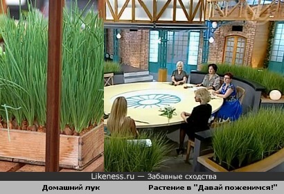 Декоративное растение в студии программы "Давай поженимся!" похоже на зеленый лук